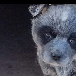 Australian Cattle Dogs from Stacie Doraty's Australian Cattle Dogs