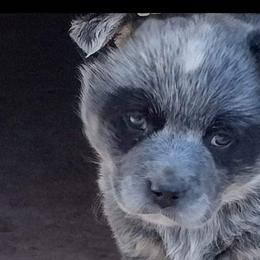Australian Cattle Dogs from Stacie Doraty's Australian Cattle Dogs