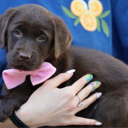 Sabor - Chocolate female Labrador Retriever puppy in Ocala, Florida from Moon river Labradors