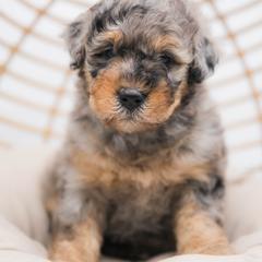 Australian Mountain Doodle Puppies from Brick House Farm Doodles