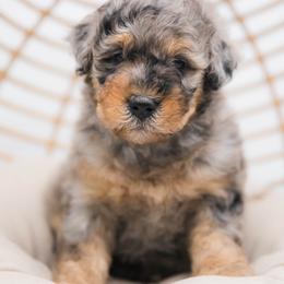 Australian Mountain Doodle Puppies from Brick House Farm Doodles