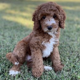 Star - Red  female Goldendoodle puppy in Kansas City, Kansas from Bella & Ivy’s Mini Goldendoodles of KC
