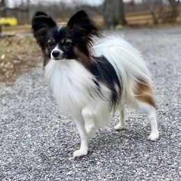 Kiwi - Papillon
