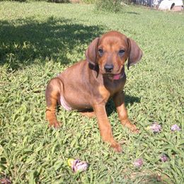 Chrissy - Rd whtn blk nose female Rhodesian Ridgeback puppy in Carney, Oklahoma from River Run Parson Russell terriers & River Run Ridgebacks