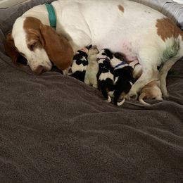 Basset Hound Puppies from Jelly Belly Bassets