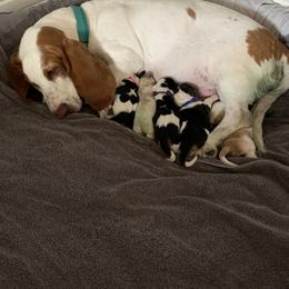Basset Hound Puppies from Jelly Belly Bassets