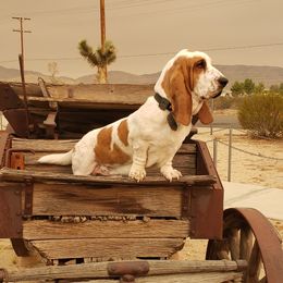 Basset Hounds from Seussorie of Puddle Pups