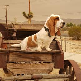 Basset Hounds from Seussorie of Puddle Pups
