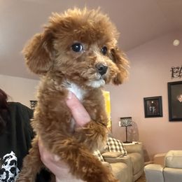 Pippa - Goldendoodle