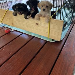 Yorkipoo Puppies from Bayless Yorkiepoos