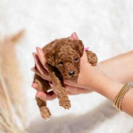 Ginger- Pink Collar - Red  female Poodle puppy in Atlanta, Georgia from Sprinkle Me Puppy
