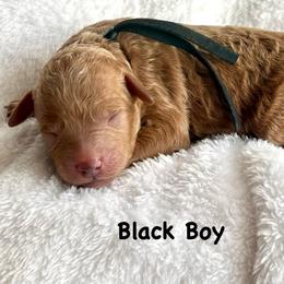 Black Boy - Red  male Goldendoodle puppy in Lewisville, Texas from Zink Doodles