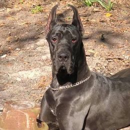 Luna - Great Dane