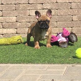 French Bulldog Puppies from Golden Oak Gypsy