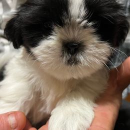Female purple collar - Black and white Shih Tzu puppy in Beaver, Ohio from Jessica’s Shih Tzus