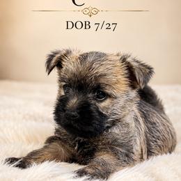 Nevis - Red wheaten female Cairn Terrier puppy in Pottersville, Missouri from Cairn Terriers of Heatherridge,LLC