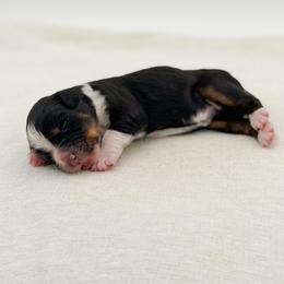 Wheezie - Tri-color female Bernedoodle puppy in Bellville, Ohio from Bernedoodle Buddies