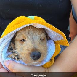 Finn - Wheaten male Scottish Terrier puppy in Chester, Maine from Casie puppies