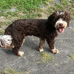 Snickers - Bernedoodle