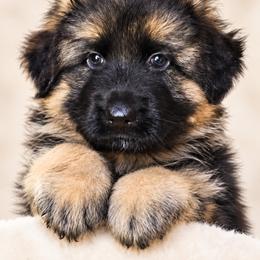 Green girl - Black and red female German Shepherd puppy in Johnstown, Ohio from Vom Haus Neufus