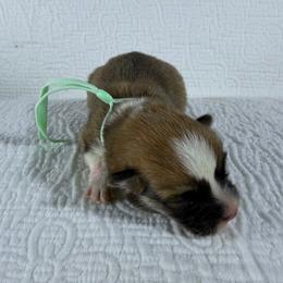 Mint Collar Female - Red female Pembroke Welsh Corgi puppy in Victoria, Texas from Clear Creek Corgis