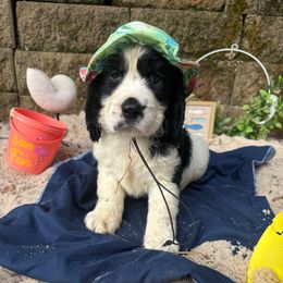 Lev - Black white and tan male English Springer Spaniel puppy in Cookeville, Tennessee from Krossroads Kennel