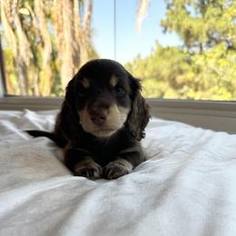 Kendry - Chocolate and cream male Dachshund puppy in San Diego, California from Enchanted little dachshunds