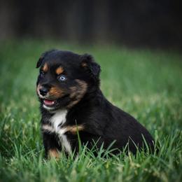 Sterling - Black tri male Miniature Australian Shepherd puppy in Lowgap, North Carolina from Baileys Mini Aussies