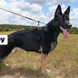 Abby - German Shepherd