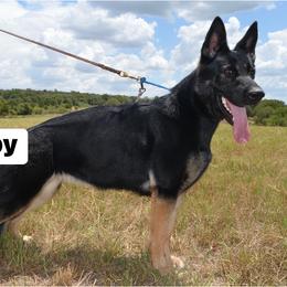 Abby - German Shepherd