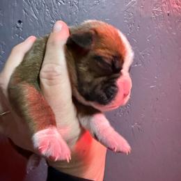 Girl 4 - Fawn female Boxer puppy in Newfoundland, Pennsylvania from Poconopaws
