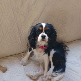 Lila - Cavalier King Charles Spaniel