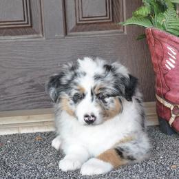 Australian Shepherds from Kim Rapps Australian Shepherds