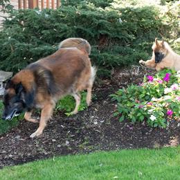 Belgian Tervuren Puppies from Meadowpark Belgian Tervuren, LLC