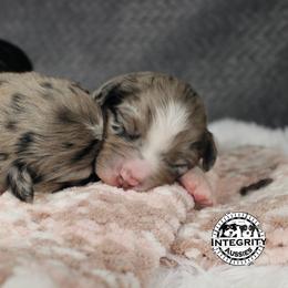 Miniature American Shepherd and Miniature Australian Shepherd Puppies from Integrity Aussies Tx