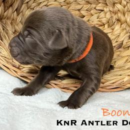 Boone - Chocolate male Labrador Retriever puppy in Grants Pass, Oregon from KnR Antler Dogs