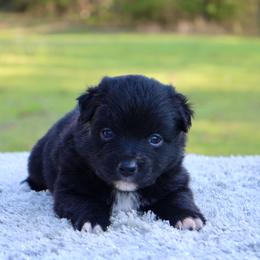 Cocoa - Black & white male Toy Australian Shepherd puppy in Bauxite, Arkansas from J and B Mini Aussies