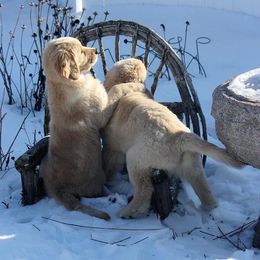 Golden Retriever Puppies from Davis Pond Goldens