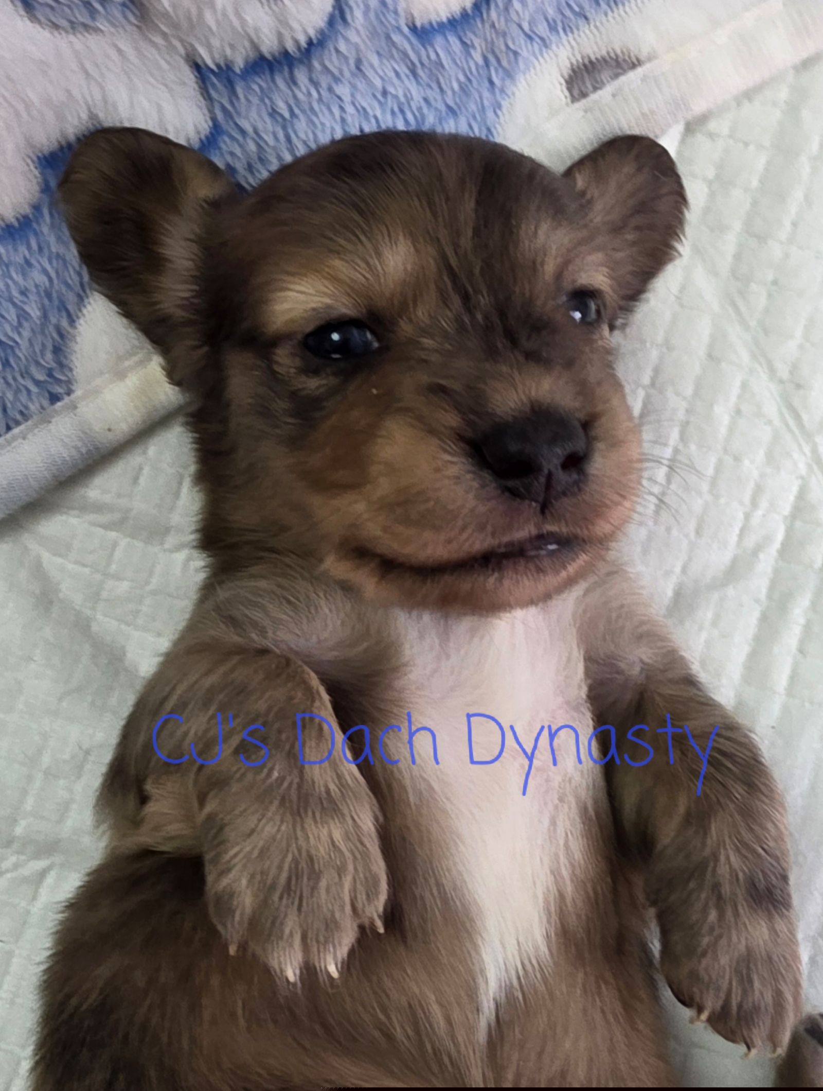 JORDAN 3500 - Cream male Dachshund puppy in Gatesville, Texas from CJ's Dach Dynasty