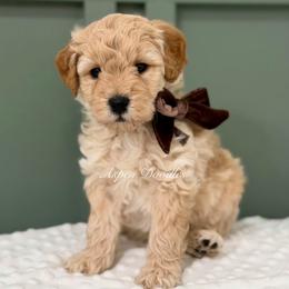 Brown collar MAX - Apricot male Goldendoodle puppy in Salem, Utah from Aspen Doodles