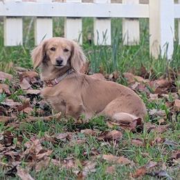 Lucy - Dachshund