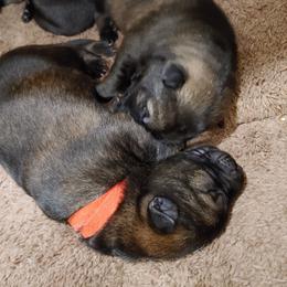 German Shepherd Puppies from Rose Valley German Shepherds
