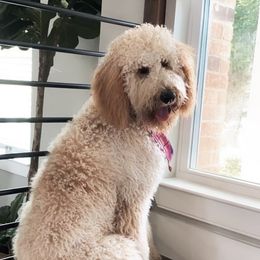 Molly - Goldendoodle