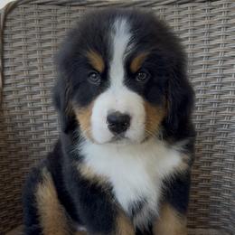 Bernese Mountain Dog puppies from Golden Coast Berners