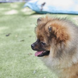 Pomeranian Puppies from Abbapoola Poms