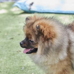 Pomeranian Puppies from Abbapoola Poms