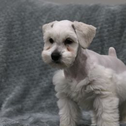Garth - White male Miniature Schnauzer puppy in Tremonton, Utah from Rocky Mountain Schnauzer