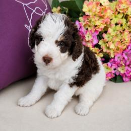 Girl 2, Jersey - Brown and white female Bernedoodle puppy in Delphos, Ohio from Route 66 Poodles & Doodles, Sapphire Shih-tzu's of Ohio
