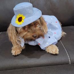 Yorkshire Terriers from Cleo's Yorkshire Terriers