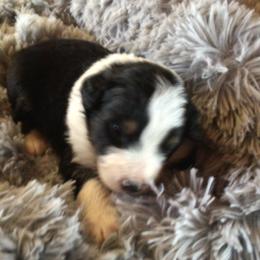 Boy 3 - Black tri-color male Australian Shepherd puppy in Drumore, Pennsylvania from Susquehannock Aussies